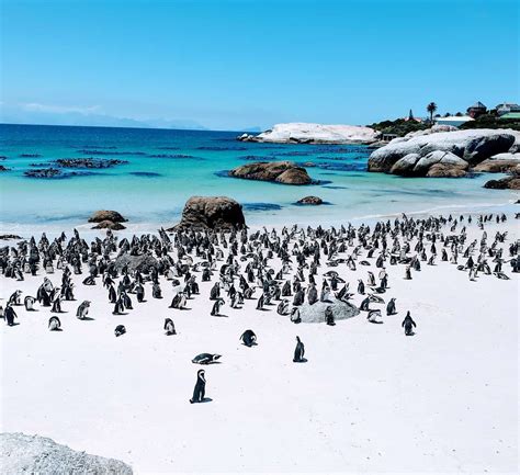 Wild Penguin Betway